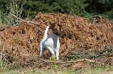 FOX TERRIER POIL LISSE 045